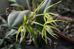 Epidendrum f..JPG