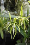 Epidendrum.JPG