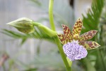 Zygopetalum 1.1.JPG