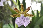 Zygopetalum 1.3.JPG