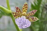 Zygopetalum 1.JPG