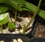 Arisarum proboscideum_b_resize.jpg