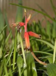 Lachenalia bulbifera_resize.jpg