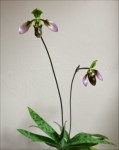 Paph_appletonianum5.jpg