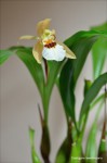 Coelogyne lawrenceana1.jpg