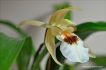 Coelogyne lawrenceana3.jpg