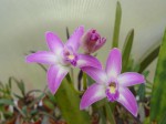 Laelia rupestris.JPG