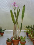 Laelia rupestris-porovnání.JPG