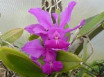 Cattleya walkeriana Alessandro.JPG