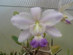 Cattleya walkeriana coerulea.JPG