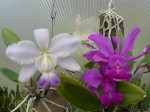 Cattleya walkeriana -porovnání.JPG