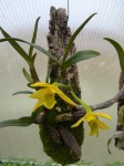 Dendrobium trigonopus-rostlina.JPG