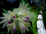 Dendrobium amethystoglossum.jpg