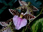 orchideje 1454.jpg