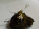 Dendrobium microbulbon.jpg