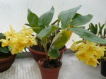 Dendrobium sulcatum-rostlina.JPG