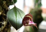 Lepanthes quadricornis.jpg