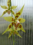 Odontoglossum kegeljanii3.JPG