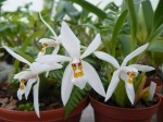 Coelogyne nitida2.JPG