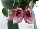 Bulbophyllum frostii1.JPG