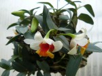 Dendrobium bellatulum.JPG