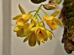 Dendrobium sulcatum.jpg