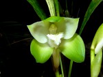 orchideje 1463.jpg