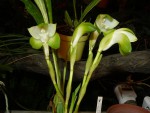 orchideje 1465.jpg