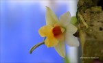 Dendrobium bellatulum1.jpg