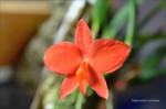 Sophronitis coccinea1.jpg