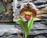 Paph.1.jpg