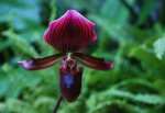 DSC_6309upr.jpg