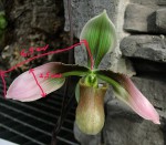 Paph.appletonianum.jpg