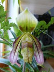 Paphiopedilum sangii1.JPG