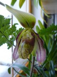 Paphiopedilum sangii2.JPG