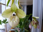 Paphiopedilum sangii-malipoense.JPG