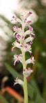 Lachenalia carnosa_b_resize.jpg