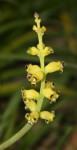 Lachenalia elegans var flava_b_resize.jpg