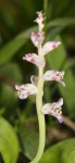 Lachenalia kliprandensis 2_b_resize.jpg