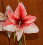 Hippeastrum Charisma_b_resize.jpg