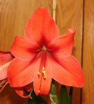 Hippeastrum Jiránek 1_b_resize.jpg