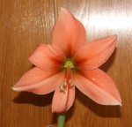 Hippeastrum Raut 1_b_resize.jpg