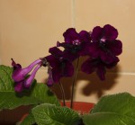 Streptocarpus tmavý_a_resize.jpg