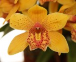 Cymbidium_resize.jpg