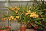 Cymbidium1_resize.jpg