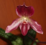 Paphiopedilum Virens 46_b_resize.jpg