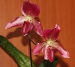 Paphiopedilum Virens 46_d_resize.jpg