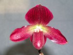 paph_krizeni_c_46a.jpg