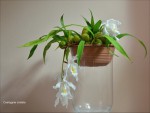 Coelogyne cristata-002.jpg