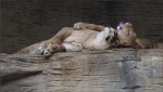 web.siesta.jpg